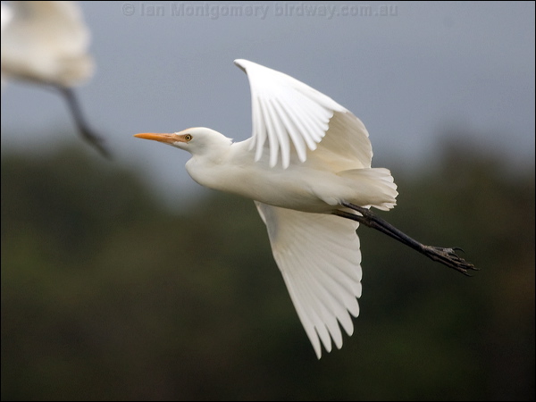Eastern Cattle Egret east_cattle_egret_182278.psd