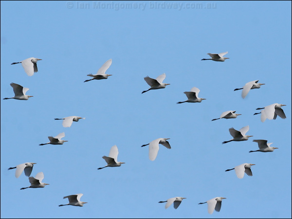 Eastern Cattle Egret east_cattle_egret_37554.jpg
