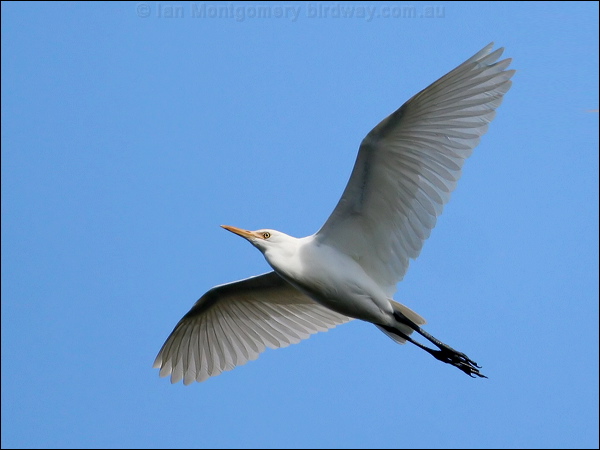 Eastern Cattle Egret east_cattle_egret_37557.jpg