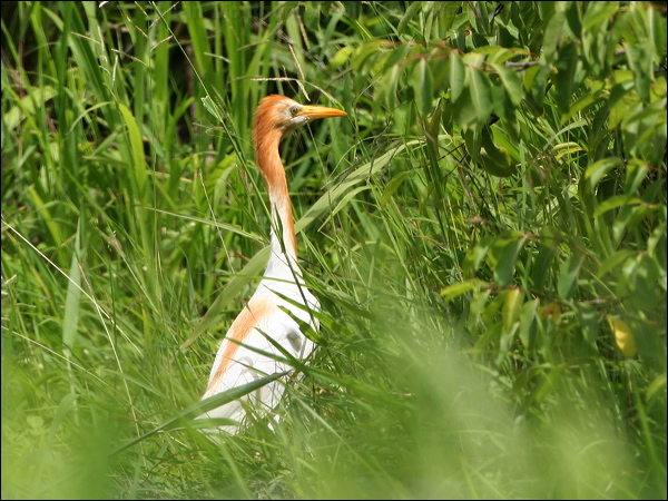 Eastern Cattle Egret east_cattle_egret_62990.jpg