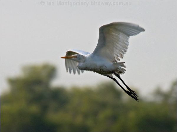 Eastern Cattle Egret east_cattle_egret_91869.psd