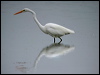 eastern_great_egret_01381