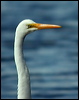 eastern_great_egret_04079
