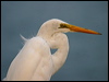 Click here to enter gallery and see photos of Eastern Great Egret