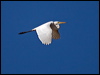 eastern_great_egret_169952