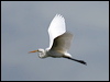 eastern_great_egret_32735