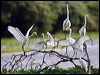 eastern_great_egret_32745