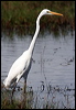 eastern_great_egret_35732