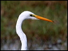 eastern_great_egret_35740