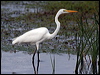 eastern_great_egret_35779