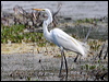 eastern_great_egret_60659