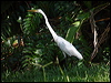 eastern_great_egret_83477
