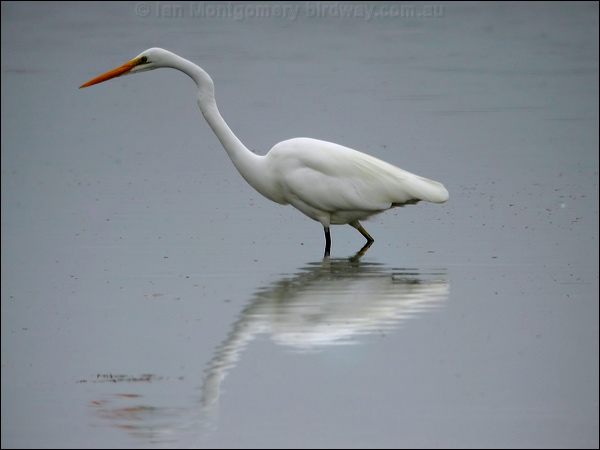Eastern Great Egret eastern_great_egret_01381.jpg