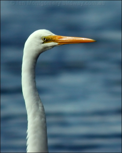 Eastern Great Egret eastern_great_egret_04079.jpg