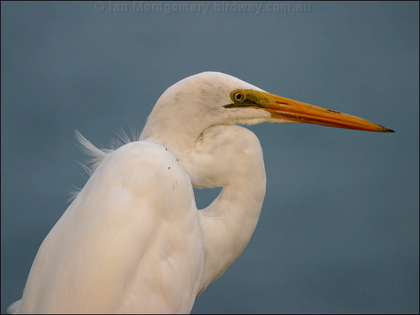 Eastern Great Egret eastern_great_egret_06991.jpg