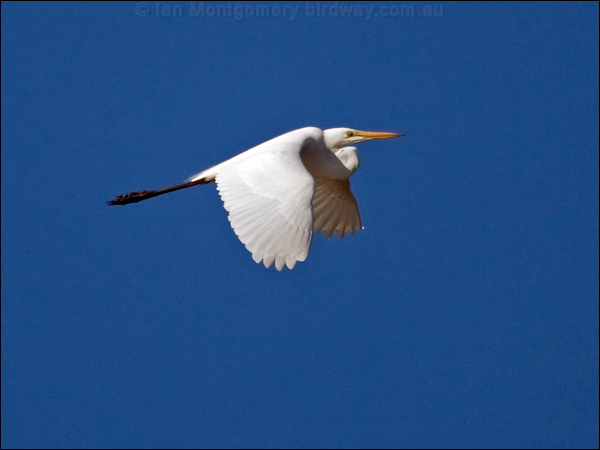 Eastern Great Egret eastern_great_egret_169952.psd
