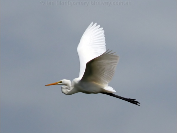Eastern Great Egret eastern_great_egret_32735.psd
