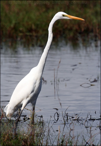 Eastern Great Egret eastern_great_egret_35732.jpg