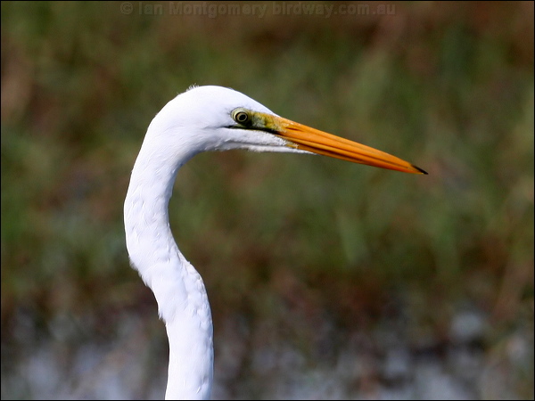 Eastern Great Egret eastern_great_egret_35740.jpg