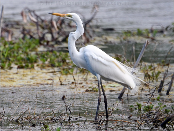 Eastern Great Egret eastern_great_egret_60659.jpg