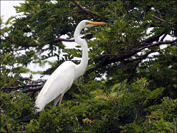 Eastern Great Egret eastern_great_egret_63005.jpg