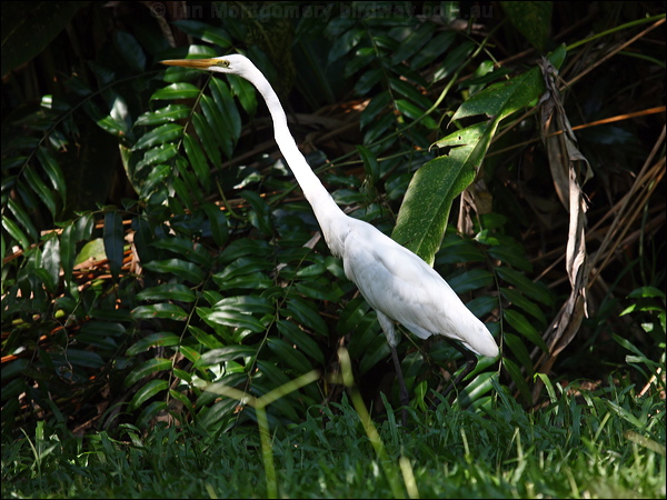 Eastern Great Egret eastern_great_egret_83477.psd
