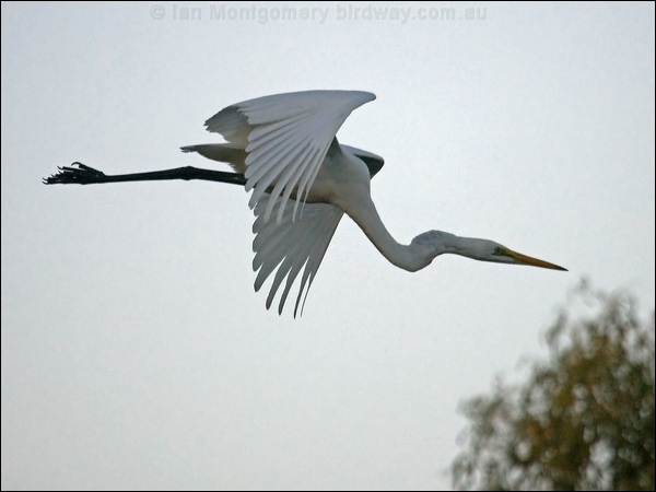 Eastern Great Egret eastern_great_egret_90045.psd