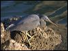 eastern_reef_egret_01503