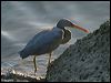 eastern_reef_egret_01530