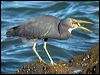 eastern_reef_egret_14085