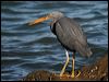 eastern_reef_egret_14094