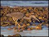 eastern_reef_egret_164513