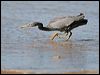 eastern_reef_egret_27985