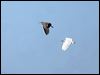 eastern_reef_egret_40649