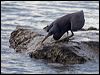 eastern_reef_egret_63847