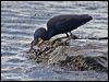 eastern_reef_egret_63858