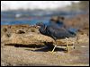 eastern_reef_egret_85432