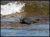 eastern_reef_egret_85440