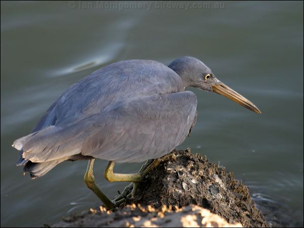 Pacific (Eastern) Reef Egret eastern_reef_egret_01515.jpg