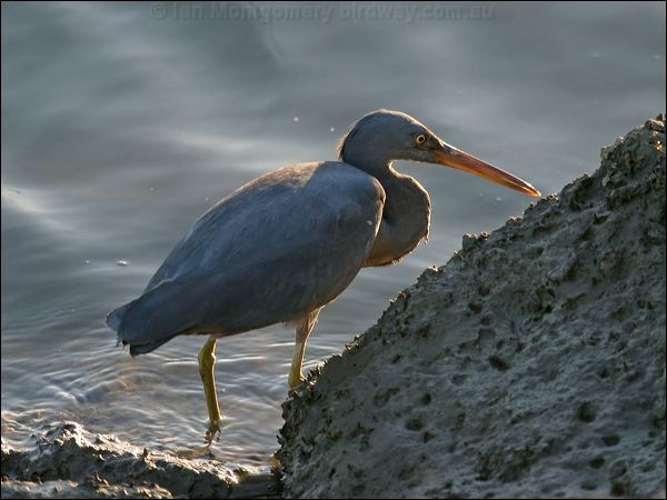 Pacific (Eastern) Reef Egret eastern_reef_egret_01530.jpg