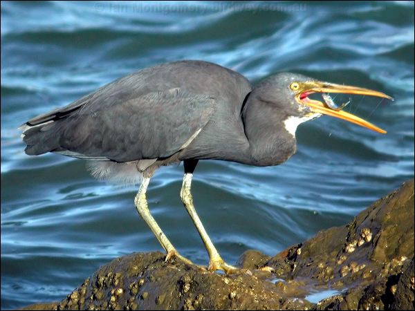 Pacific (Eastern) Reef Egret eastern_reef_egret_14085.jpg