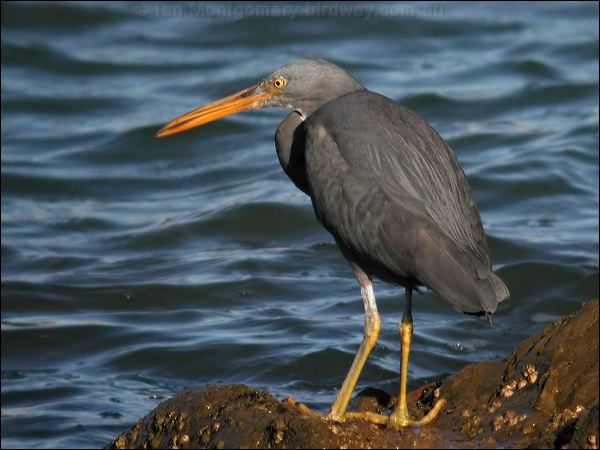 Pacific (Eastern) Reef Egret eastern_reef_egret_14094.jpg