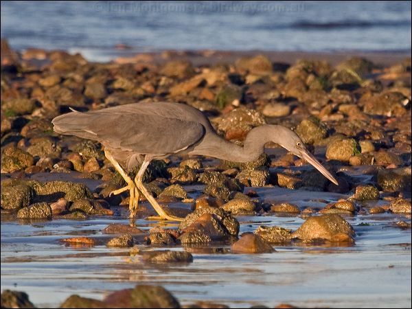Pacific (Eastern) Reef Egret eastern_reef_egret_164513.psd