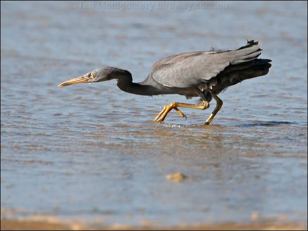 Pacific (Eastern) Reef Egret eastern_reef_egret_27985.jpg