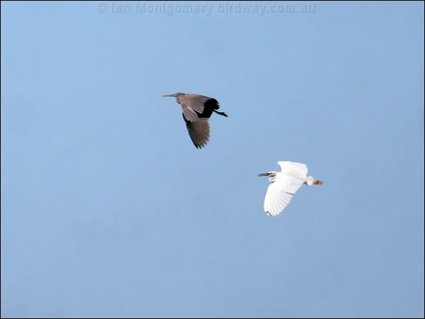 Pacific (Eastern) Reef Egret eastern_reef_egret_40649.jpg