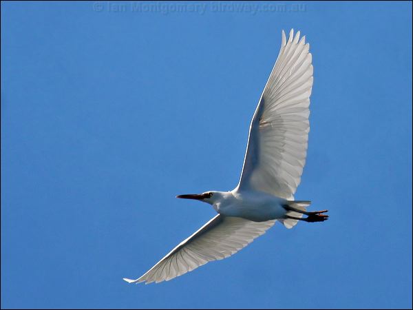 Pacific (Eastern) Reef Egret eastern_reef_egret_40666.jpg