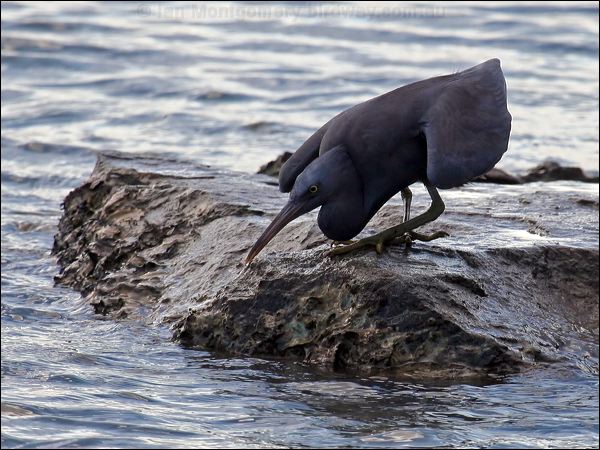 Pacific (Eastern) Reef Egret eastern_reef_egret_63847.psd