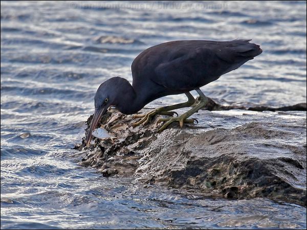 Pacific (Eastern) Reef Egret eastern_reef_egret_63858.psd