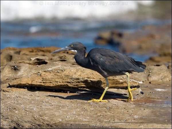 Pacific (Eastern) Reef Egret eastern_reef_egret_85432.psd