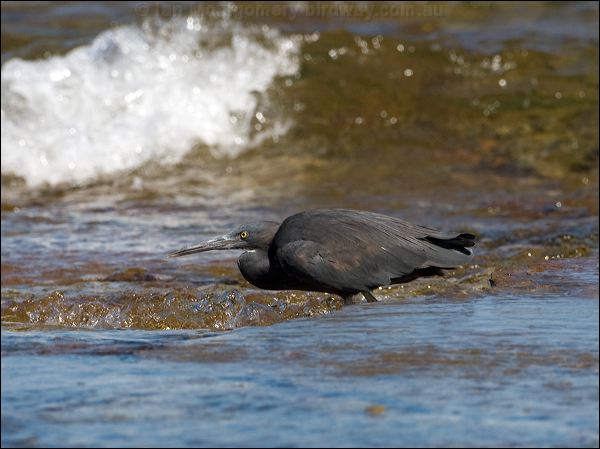 Pacific (Eastern) Reef Egret eastern_reef_egret_85440.psd